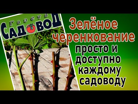 Видео: ЗЕЛЁНОЕ ЧЕРЕНКОВАНИЕ просто и доступно каждому садоводу