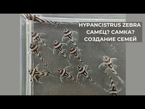 Видео: Hypancistrus Zebra L046 – Самец или самка? Перебираем и создаем новые семьи.