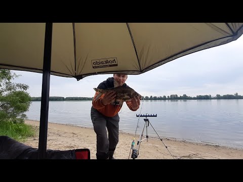 Видео: Лещ на Газопроводе !!!#Днепр#Киев