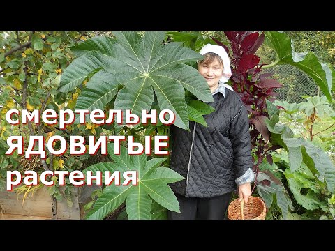 Видео: 10 самых ОПАСНЫХ растений в саду на даче