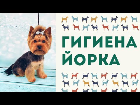 Видео: Гигиена йорка