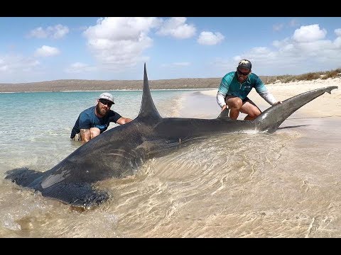 Видео: Ныряем к ЗДОРОВЕННЫМ акулам БЕЗ клетки! Африка - здесь можно все!