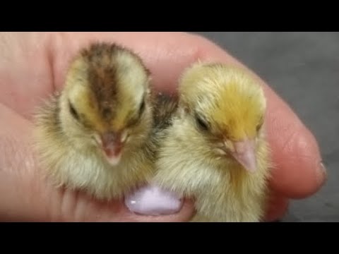 Видео: Суточные бройлеры в прямом эфире! 🤯 В квартире!!