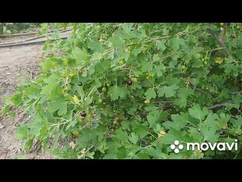 Видео: Цветы вокруг дома  и заготовка клубники на зиму..