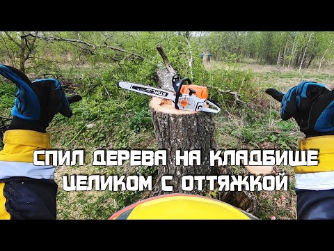 Видео: Аккуратный спил (удаление) дерева на кладбище целиком с оттяжкой при помощи полиспаста.