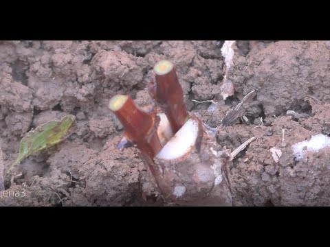 Видео: Прививка в штамб.Новий досвід.Робота над помилками.