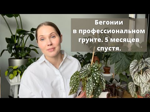 Видео: Бегонии после пересадки.