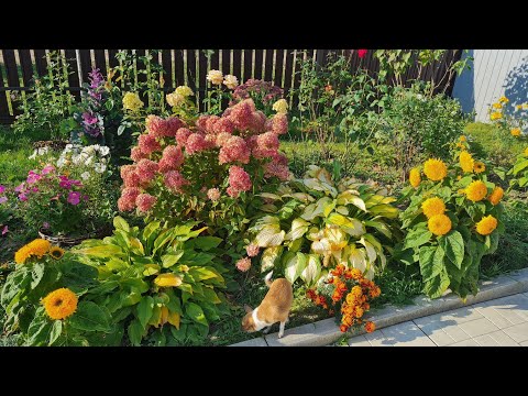 Видео: Дела дачные. Сажаю лук,чеснок,тюльпаны. Любуюсь осенью.