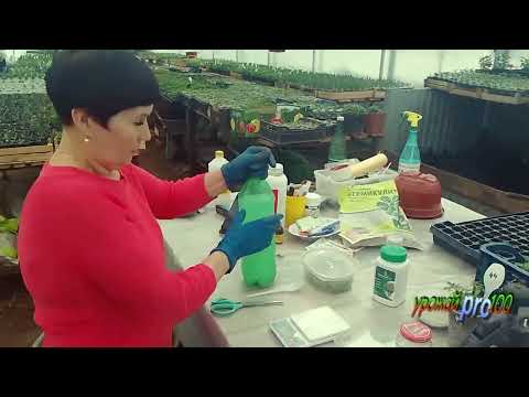 Видео: Метод укоренения Калибрахоа за 7 дней.