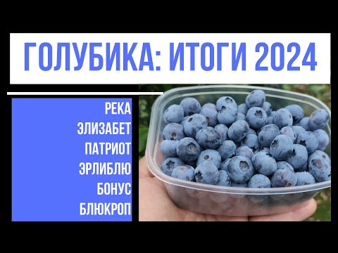 Видео: Голубика 2024: Итоги года. Обзор по сортам.