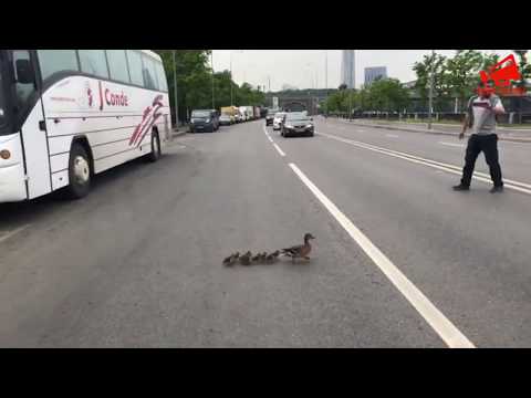 Видео: Утята переходят дорогу в Москве