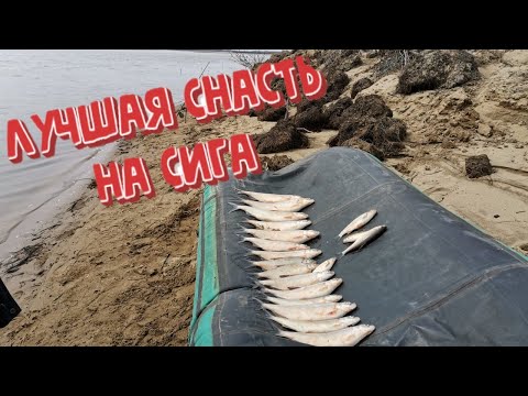 Видео: ЛУЧШАЯ СНАСТЬ НА СИГА. Рыбалка на сига. Какой снастью лучше ловить. Рыбалка в апреле.