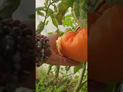 Видео: Реколта домати за семена - Деси Владовска