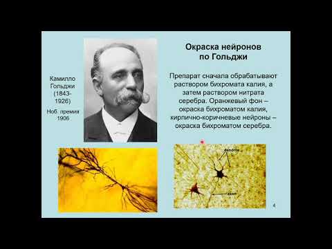 Видео: Дубынин В. А. - Мозг: как он устроен и работает - 1. Нейроцитология и онтогенез ЦНС