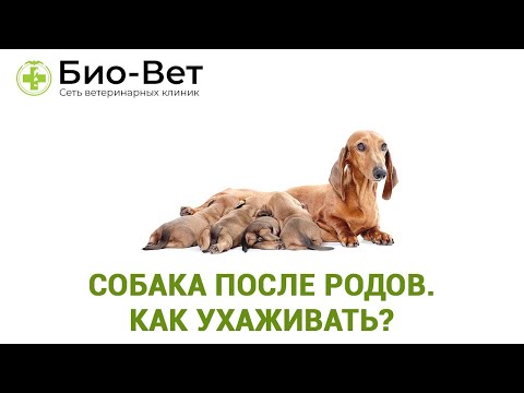 Видео: Собака после родов - Как ухаживать?