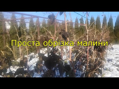 Видео: Проста обрізка малини