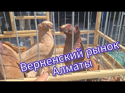 Видео: Рынок Голубей Алматы. Лето 2024. Верненский рынок голубей. #голуби  #рынкиголубей #алматы