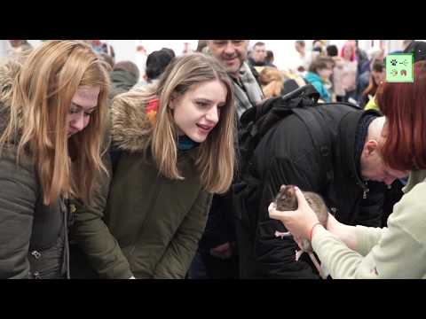 Видео: Декоративные крысы II. Почему девушки любят крыс?