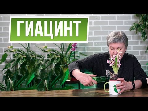 Видео: Что делать с гиацинтом после покупки 🌺