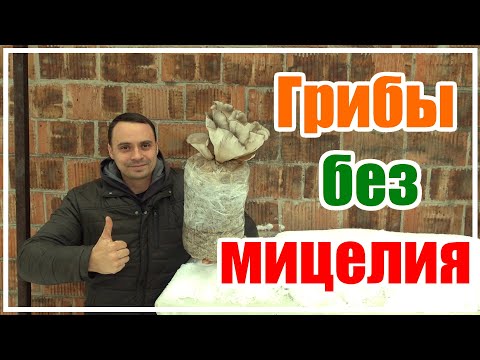 Видео: НЕВЕРОЯТНО,  ГРИБЫ В ПЛАСТИКОВОЙ БАКЛАЖКЕ БЕЗ МИЦЕЛИЯ!