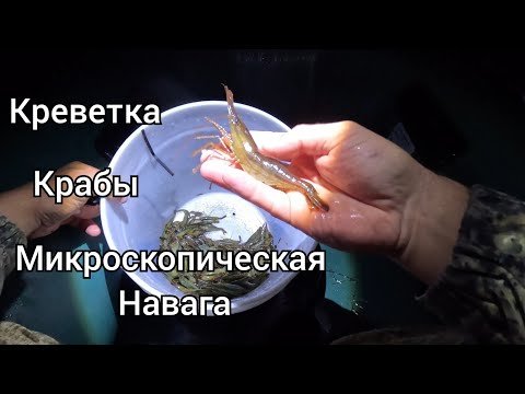 Видео: Креветки, Краб и микроскопическая Навага. Выезд на природу. о.Сахалин.