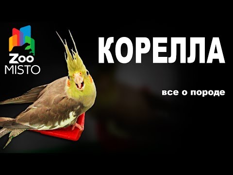 Видео: Корелла - Все о виде попугаев | Попугай вида - Корелла