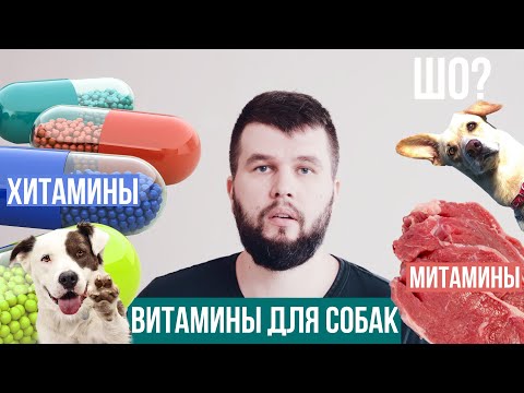 Видео: Роль витаминов для организма собаки | Энциклопедия UA DOG