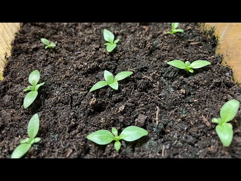 Видео: Эустома БЫСТРО РАСТЕТ! Все секреты!