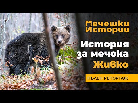 Видео: История за мечока Живко | Мечешки истории