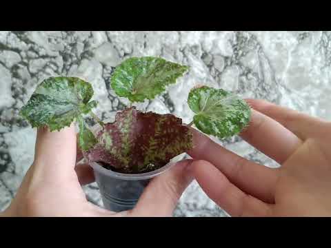 Видео: Детули бегоний для сильнейших☺