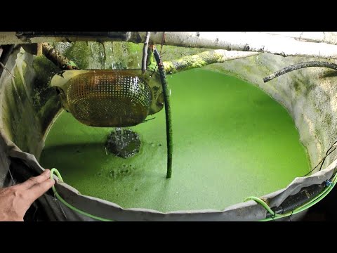 Видео: Выращивание ряски на корм круглый год. Ряска, улитки, мормыш и дафния на корм домашней птице.