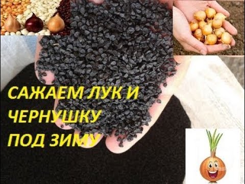 Видео: САЖАЕМ ЛУК И ЧЕРНУШКУ ПОД ЗИМУ.  ПРИШЛО ВРЕМЯ, ЗЕМЛЯ ХОРОШО ПРОМЕРЗЛА