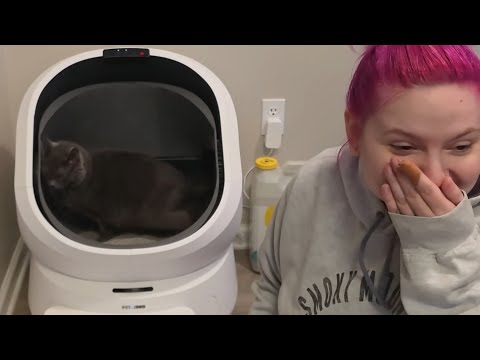 Видео: Пробую умный лоток Petlibro Luma на базе искусственного интеллекта 😱🤯 (невероятно круто)