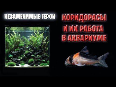 Видео: Незаменимые Герои: Коридорасы и их закулисная работа в аквариуме