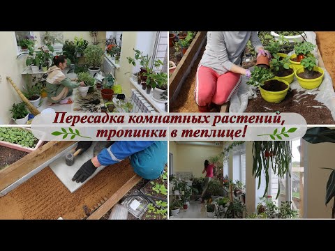 Видео: Пересадка комнатных растений в зимнем саду! Классные тропинки в теплице! Весенние хлопоты!