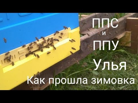 Видео: Улья ППС и ППУ как прошла зимовка. Пчеловодство. Март.