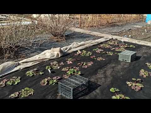 Видео: Начинаем работы на землянике, план действий! Омск, 15.04.2022г.