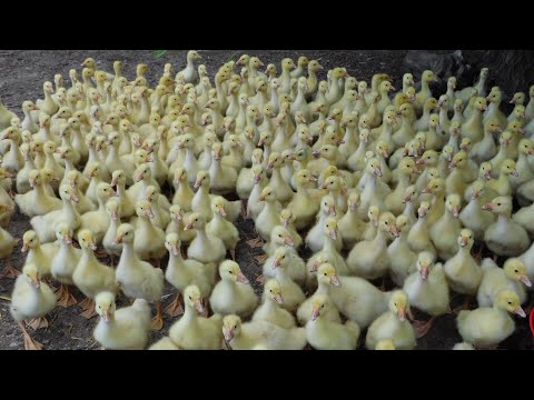 Видео: И опять о проблемах с клиентами// Падёж гусят// Продаём последних гусят в этом сезоне