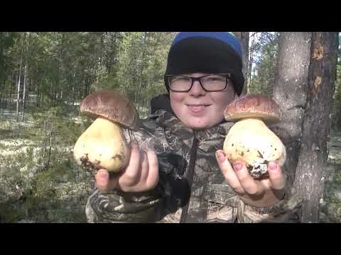 Видео: Мороз грибам не помеха! Классная Тихая охота 2019! Собрали много замороженных Боровиков!