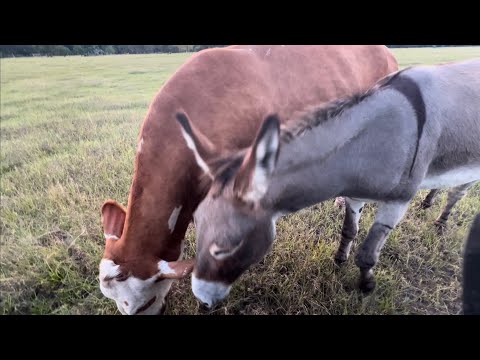 Видео: Субботние угощения