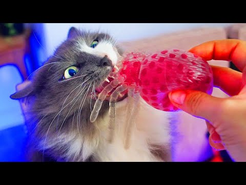 Видео: ПАУЧИЙ РОЗЫГРЫШ! ПАУКИ НА ХЕЛЛОУИН ПРОТИВ ПИТОМЦЕВ! ЧТО ВНУТРИ СТРАШНЫХ АНТИСТРЕССОВ!? РЕЖЕМ ПАУКОВ!