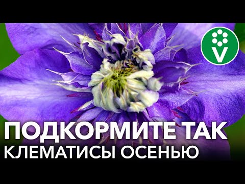 Видео: ПОСЛЕ ТАКОЙ ПОДКОРМКИ ОСЕНЬЮ ДАЖЕ САМЫЙ ХИЛЫЙ КЛЕМАТИС БУДЕТ УСЫПАН ЦВЕТАМИ!