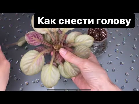 Видео: Омоложение и переукоренение фиалки. Проверенный  и лёгкий способ.