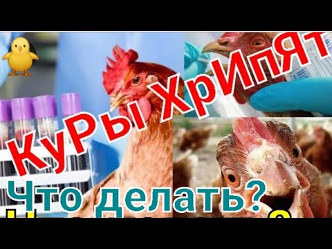 Видео: Пневмония у кур😱🤷‍♀️/Чем лечить больную птицу