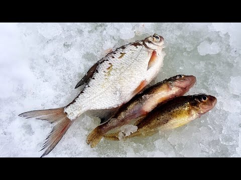 Видео: АКВАТОРИЯ - Можайское водохранилище, Старое Село, зимняя рыбалка