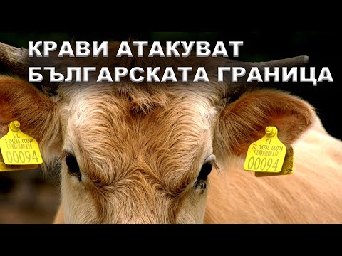 Видео: Крави атакуват българската граница
