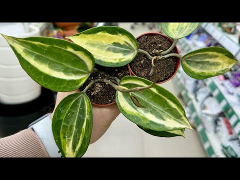 Видео: Обзор поставки в Агро-ОПТ Махачкала