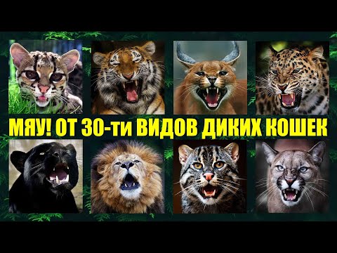 Видео: Как мяукают и рычат 30 видов диких кошек мира🐱 Кошачьи разговоры