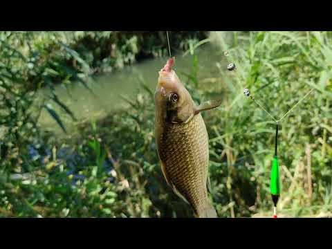 Видео: Рыбалка на карася в реке, Раздан ущелье #карась #рыбалка #река #fishing