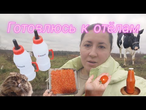 Видео: ЖИВЕМ В ДЕРЕВНЕ: зольная ванна для кур, чеснок до Покрова, готовимся к отелу, рецепт томатного сока